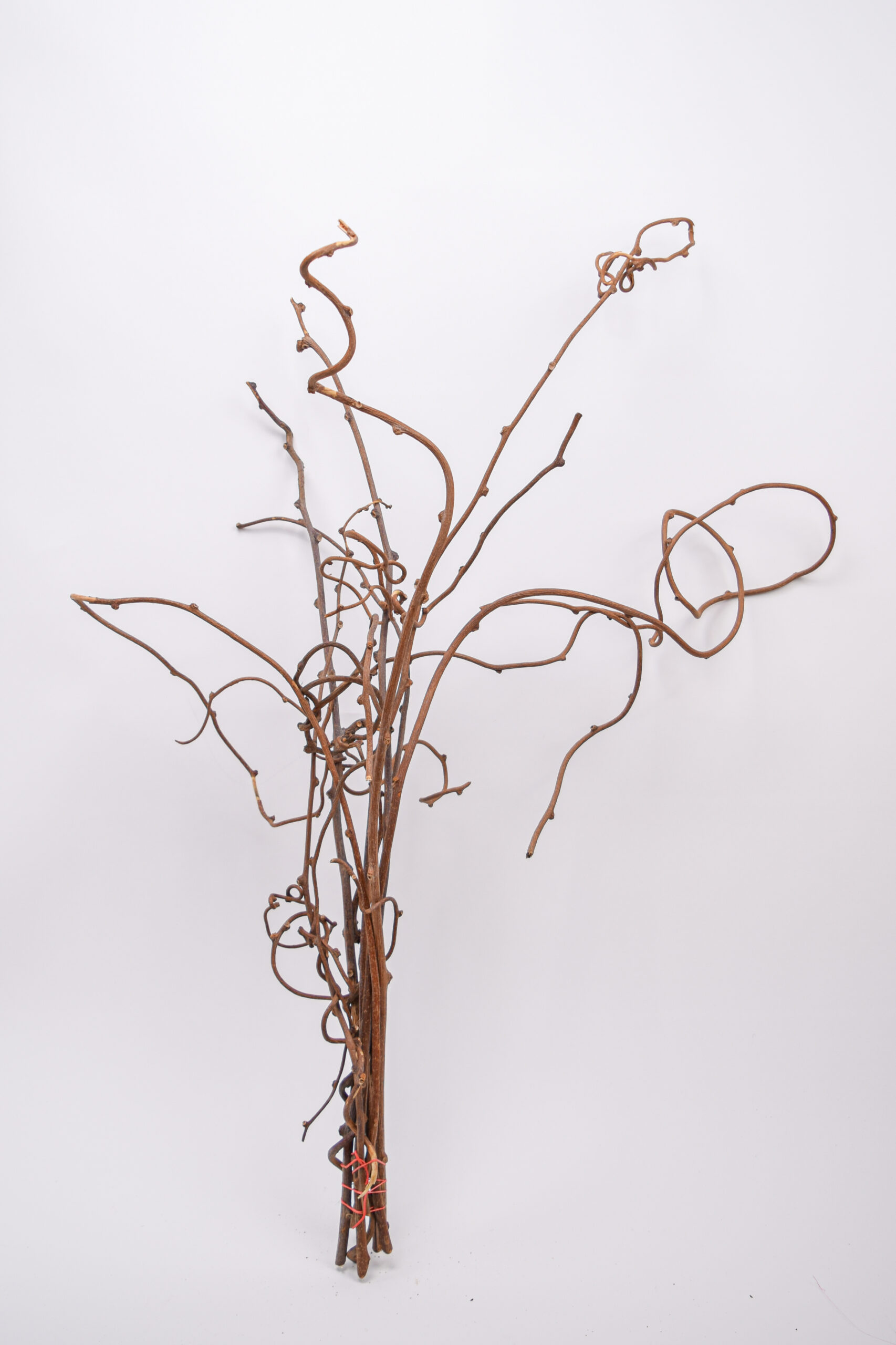 Kiwi Branches Abraflora